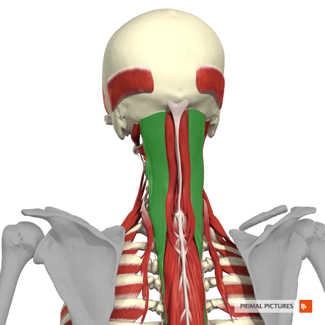 <p>It consists of 3 major subgroups: semispinalis, multifidus and rotatores</p>