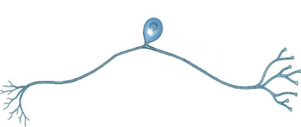 a neuron with one process extending from its cell body
