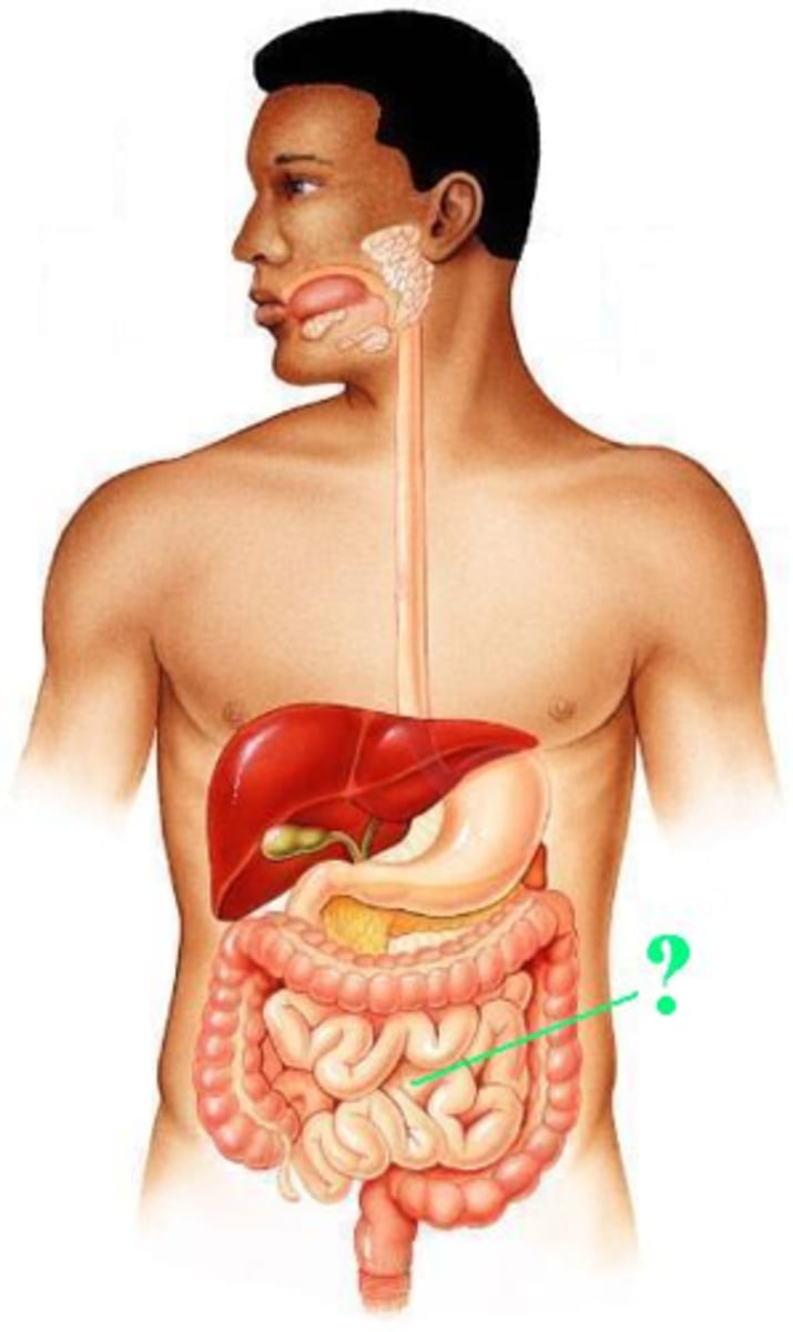 <p>Identify the indicated structure.</p>