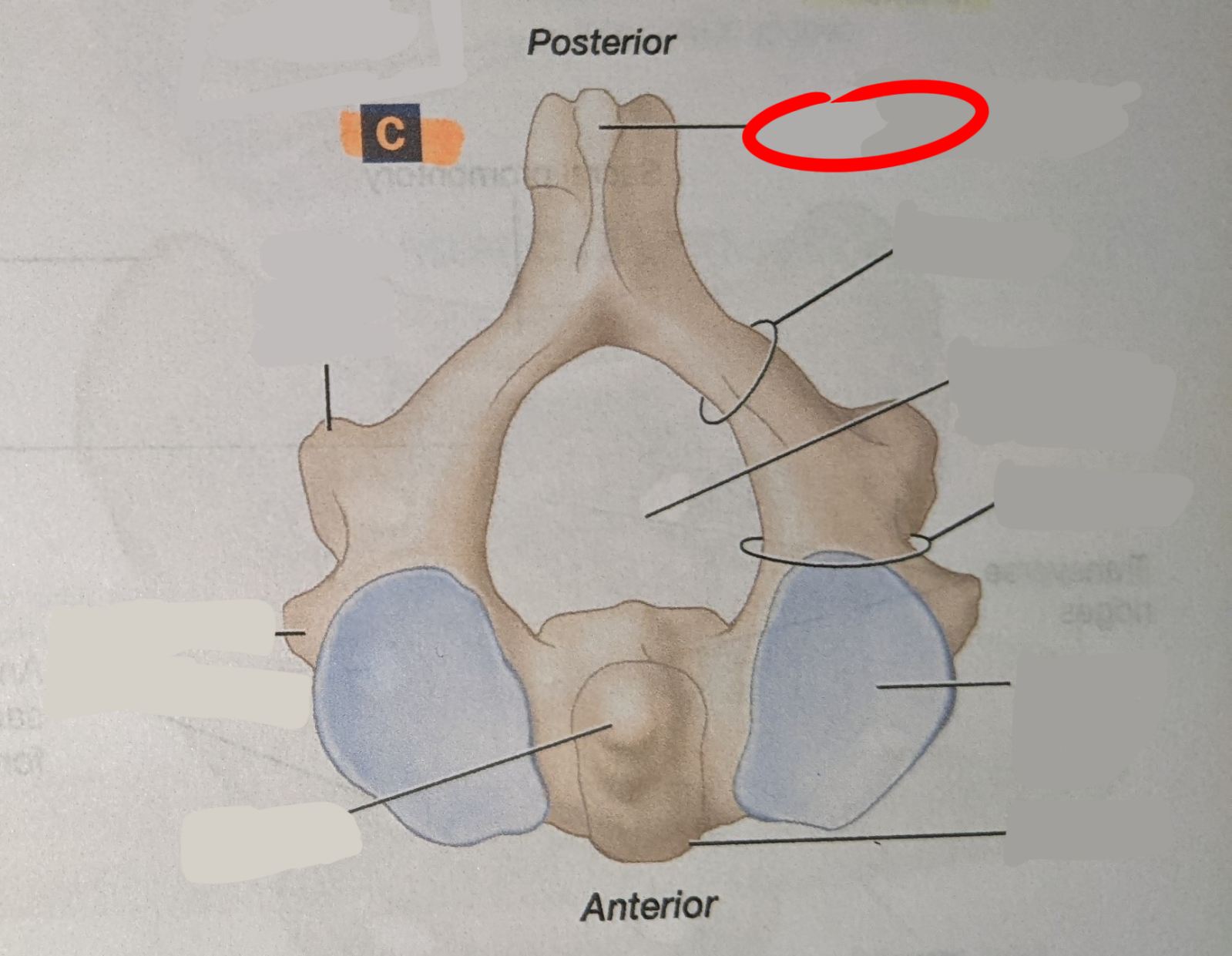 knowt flashcard image