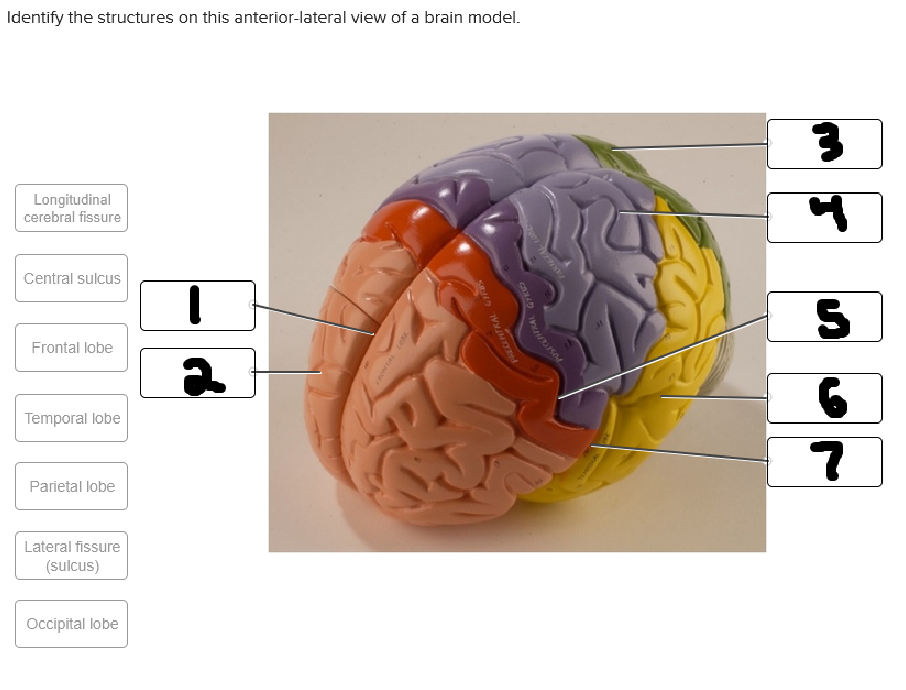 <p>what is labeled #3</p>