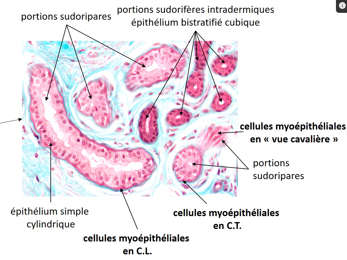 <p>cellules myoepitheliales</p>