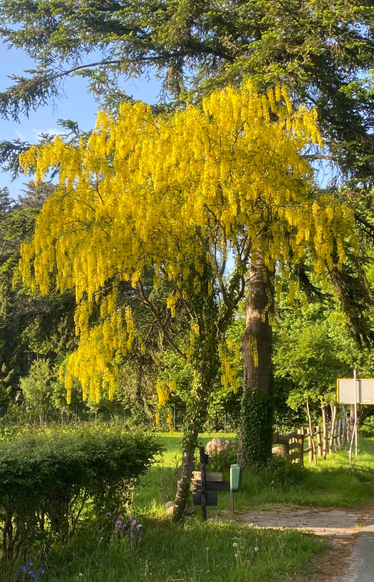 <p>Laburnum anagyroides</p>