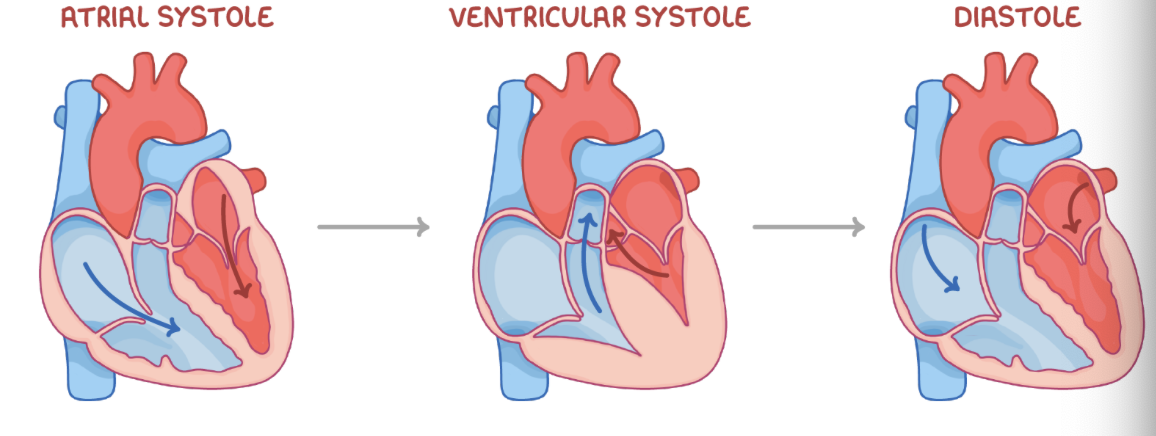<p><strong>Stage 1 - Atrial systole</strong></p><ul><li><p><strong>The ventricles relax, and the atria contract.</strong></p></li><li><p><strong>This increases the atrial pressure.</strong></p></li><li><p><strong>The atrioventricular valves open.</strong></p></li><li><p><strong>Blood flows into the ventricles.</strong></p></li></ul><p style="text-align: left;"></p><p style="text-align: left;"><strong>Stage 2 - Ventricular systole</strong></p><ul><li><p><strong>The ventricles contract, and the atria relax.</strong></p></li><li><p><strong>The ventricular pressure increases.</strong></p></li><li><p><strong>The semi-lunar valves open, and the atrioventricular valves close.</strong></p></li><li><p><strong>Blood flows into the arteries.</strong></p></li></ul><p style="text-align: left;"></p><p style="text-align: left;"><strong>Stage 3 - Diastole</strong></p><ul><li><p><strong>The ventricles and atria relax.</strong></p></li><li><p><strong>The semi-lunar valves close.</strong></p></li><li><p><strong>Blood flows passively into the atria.</strong></p></li></ul><p></p>