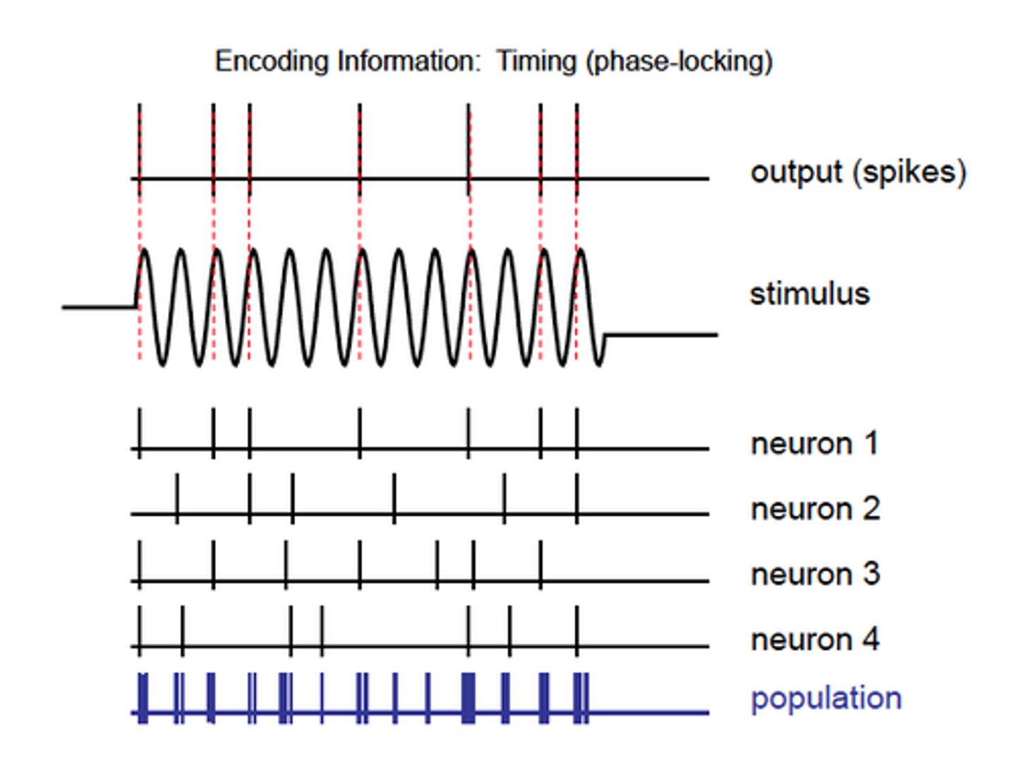 <p>When stimulated get an action potential but people noticed these are not random</p><p>-in most sensory fires its more aps with more intense stimulus but they are occuring randmly in time</p><p>Auditory nerve seems to respond to the same part of the cycle</p><p>-not responding to the whole thing but trying to convey the waveform</p><p>-not just sound at the frequency but sound at this frequency of this shape</p><p>Use lots of different waveforms to do this by different ones firing at different points of wave</p><p>Volley principle as combine lots of fibres</p>