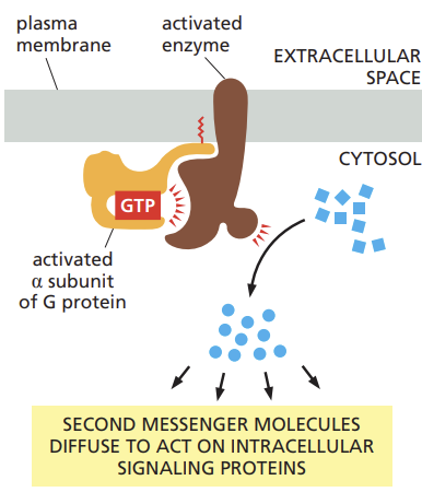<ul><li><p>adenylyl cyclase and phospholipase C (PLC)</p></li><li><p>adenylyl cyclase produces a small molecule called cyclic AMP</p></li><li><p>PLC produces inositol trisphosphate and diacylglycerol.</p></li></ul><p></p>