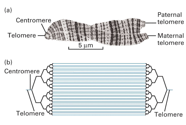 <ul><li><p>There are many<strong> parallel identical chromosomes</strong></p></li><li><p>we often study their <strong>giant interphase chromosomes&nbsp;</strong></p><ul><li><p>like that of the <strong><em>Drosophila‘s salivary glands </em></strong></p></li><li><p>we amplify it to then observe <strong>condensed chromati</strong>n that presents as<strong> dark bands (aka topological domains)</strong></p></li></ul></li></ul><p></p>
