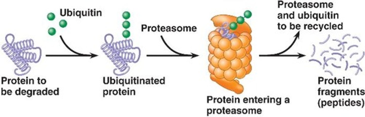 <p>Proteiner matas in och märks med ubikvitin - ut kommer peptider som återanvänds</p>