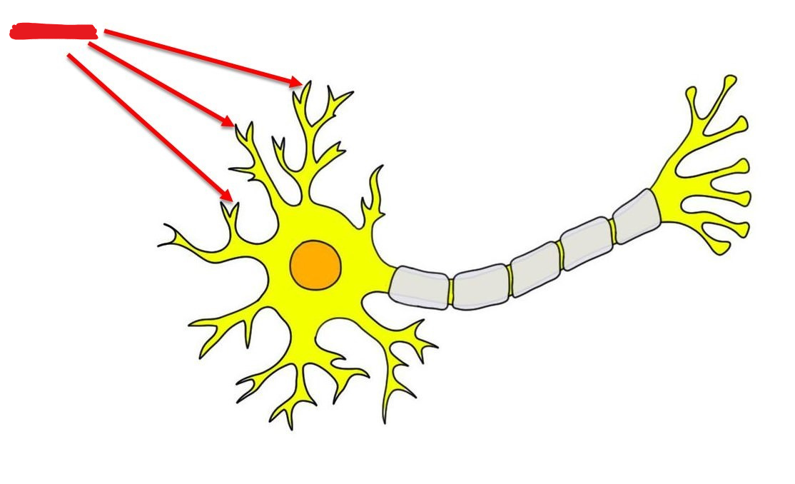 <p><span style="background-color: transparent;"><span>Rootlike structures branching out from the cell body that receive and process signals from the ___ of other neurons</span></span></p>