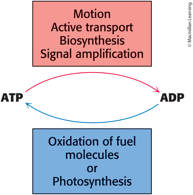 <p>Is an important source of cellular energy </p><ul><li><p>ATP is the principal immediate donor of free energy for biological activities, but ATP is limited </p></li><li><p>ATP must be constantly regenerated from ADP </p></li></ul><p></p>