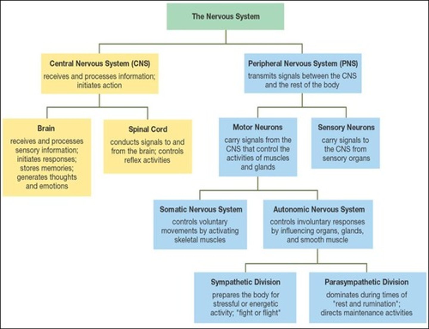 <p>Includes brain and spinal cord; command center.</p>