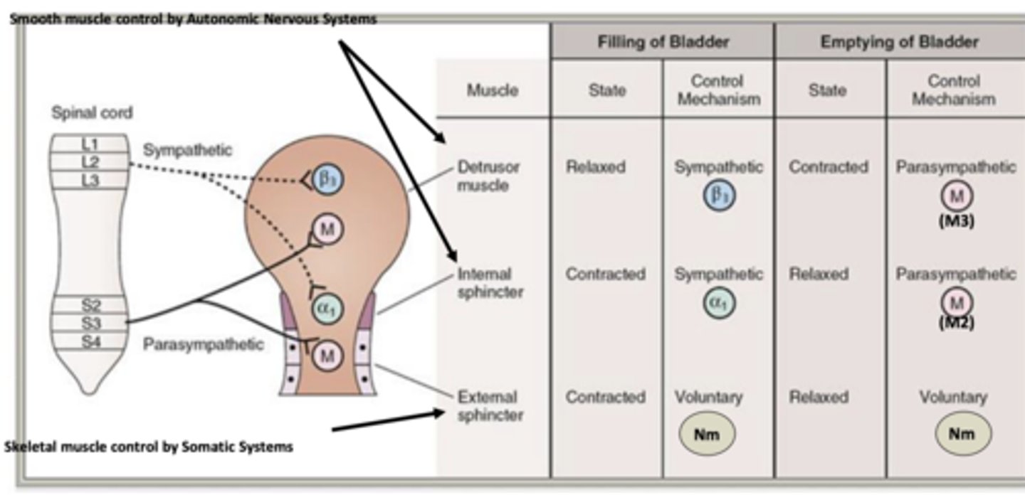<p>- parasympathetic system empties bladder</p><p>- ACh is released and activates M3 muscarinic receptors in detrusor muscle and M2 muscarinic receptors in internal sphincter </p><p>- M3 muscarinic receptors- contract to empty bladder</p><p>- M2 muscarinic receptors- relax to allow urination </p>