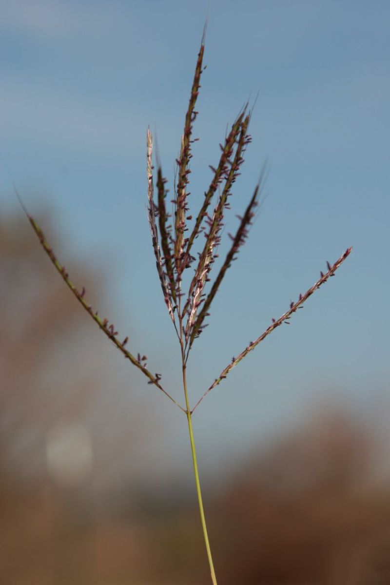 King Ranch bluestem