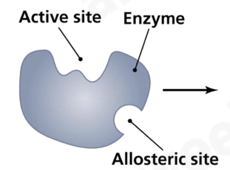 <p>Outline non-competetive inhibitor</p>