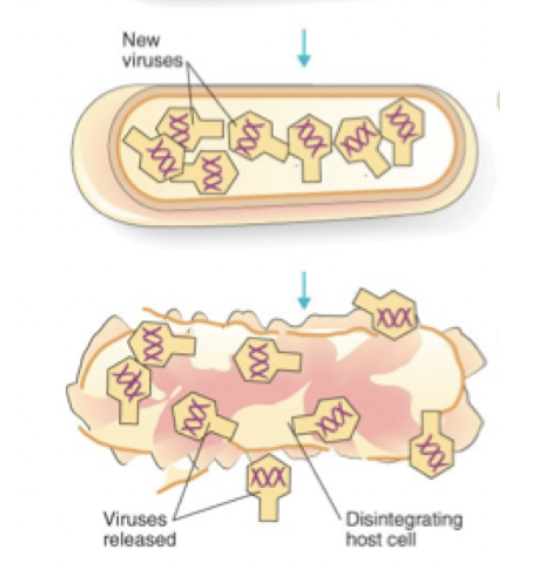 <p><strong>Lysogen virusinfektion</strong>: Latent, den lytiska cykeln stoppas.</p><p><strong>Lytisk virusinfektion</strong>: Lytiska cykeln gör så att värdecellen dör och släpper ut alla nya viruspariklar.</p><p><strong>Persistent</strong>: Viruset orsakar ingen lytisk celldöd men fortsätter att replikeras. </p>