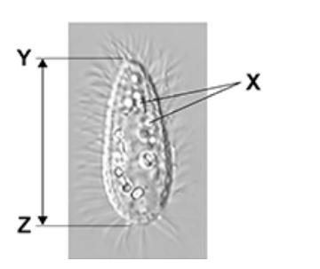 <p>&nbsp;Explain why it is not possible to determine the identity of the structures labelled X using an optical microscope. (2)&nbsp;</p>