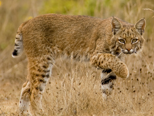 <p>obligate carnivore; body covered in black spots, inner forelegs are covered in black bars; short tufts on ears with white spots on back</p>