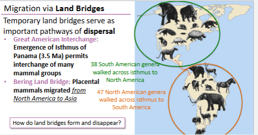 <ul><li><p>Giant Ground Sloths - South America 35 Ma; migrated into N. America 8 Ma.</p></li><li><p>Glyptodonts</p><ul><li><p>Xenarthans (rel. to armadillos)</p></li><li><p>hunted? Climate change?</p></li></ul></li><li><p>Fossil Camels</p></li><li><p>Fossil Rhinoceroses</p><ul><li><p>Climate change</p></li></ul></li><li><p>Chalicotheres</p></li><li><p>Mammoths and Mastodons</p></li></ul><p></p>