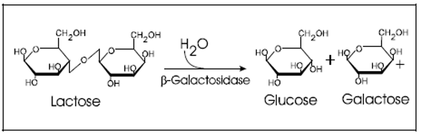 <p>(D) Beta-galactosidase</p><p>The lac Z gene codes for the enzyme beta-galactosidase (aka Lactase). Beta-galactosidase cleaves lactose into glucose and galactose.</p>