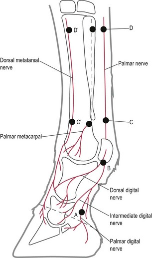 <p>Palmar digital nerve (foot cartilages), midpastern semi-ring block, PDN (proximal sesamoid bones), low palmar nerve block, high palmar nerve block, lateral palmar nerve block, median nerve, ulnar nerve, medial cutaneous antebrachial nerve.</p>