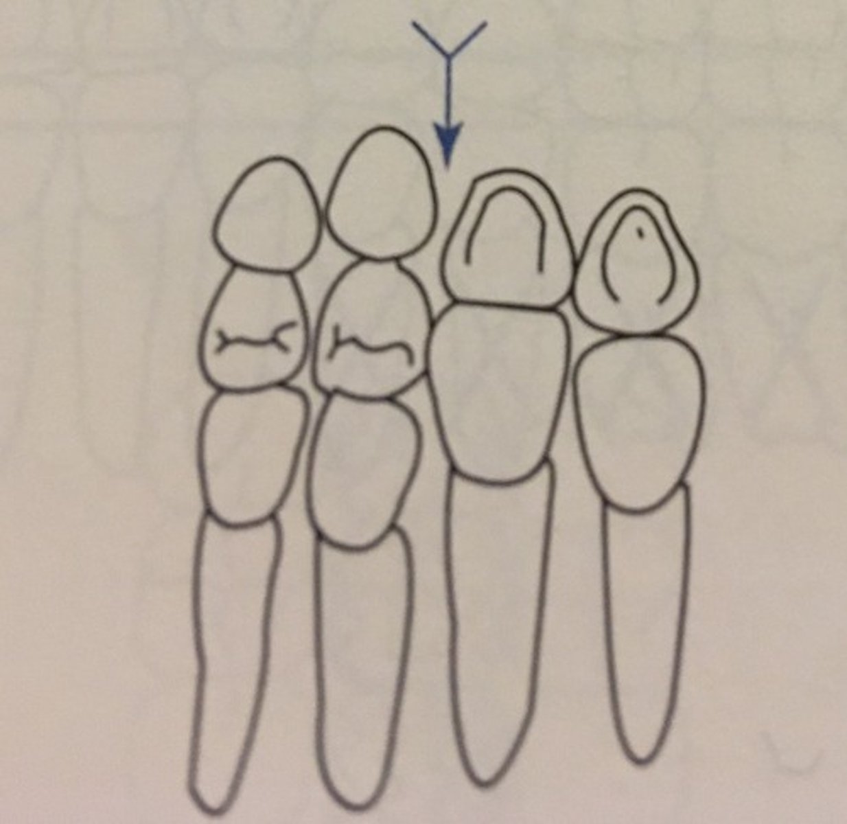 knowt flashcard image