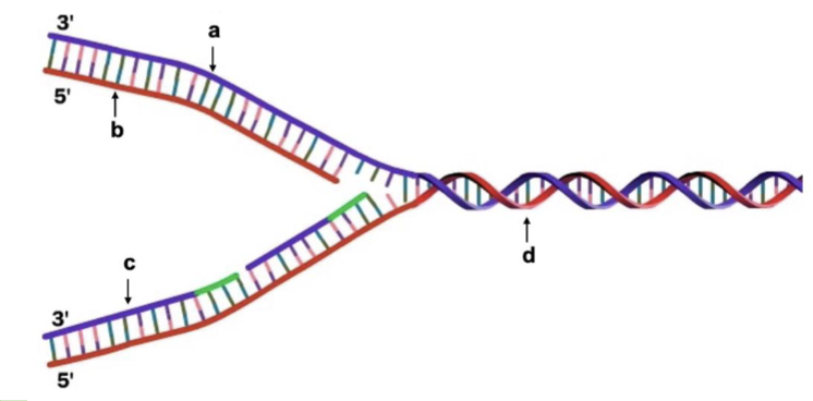 <p><span><span>Identify the lagging strand during DNA replication in the figure below.<br>A. a<br>B. b<br>C. c<br>D. d</span></span></p>