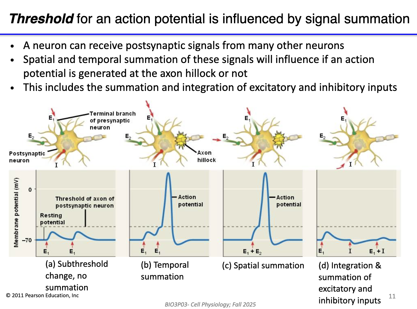 <ul><li><p>Neurons receive <strong>many inputs</strong> (excitatory &amp; inhibitory)</p></li><li><p><strong>Summation at axon hillock</strong> determines AP generation</p><ul><li><p><strong>No summation:</strong> subthreshold signal, no AP</p></li><li><p><strong>Temporal summation:</strong> repeated graded potentials over time adds up</p></li><li><p><strong>Spatial summation:</strong> simultaneous graded potentials from multiple neurons add up</p></li><li><p><strong>Integration:</strong> combines excitatory (+) and inhibitory (–) signals</p></li></ul></li></ul><p></p>