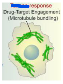 <p>ex: Pacli<strong>tax</strong>el (<strong>Tax</strong>ol); <u>type of mitotic inhibitor and first line therapy for ovarian cancer+non-small cell lung cancer when used w cisplastin</u><span><br>– promotes formation of microtubule bundles, inhibits cell division→ promotes apoptosis</span></p>