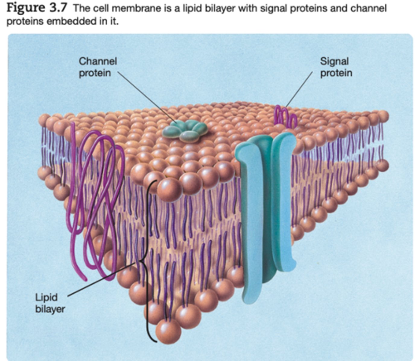 <p>Neuron Cell Membrane</p>