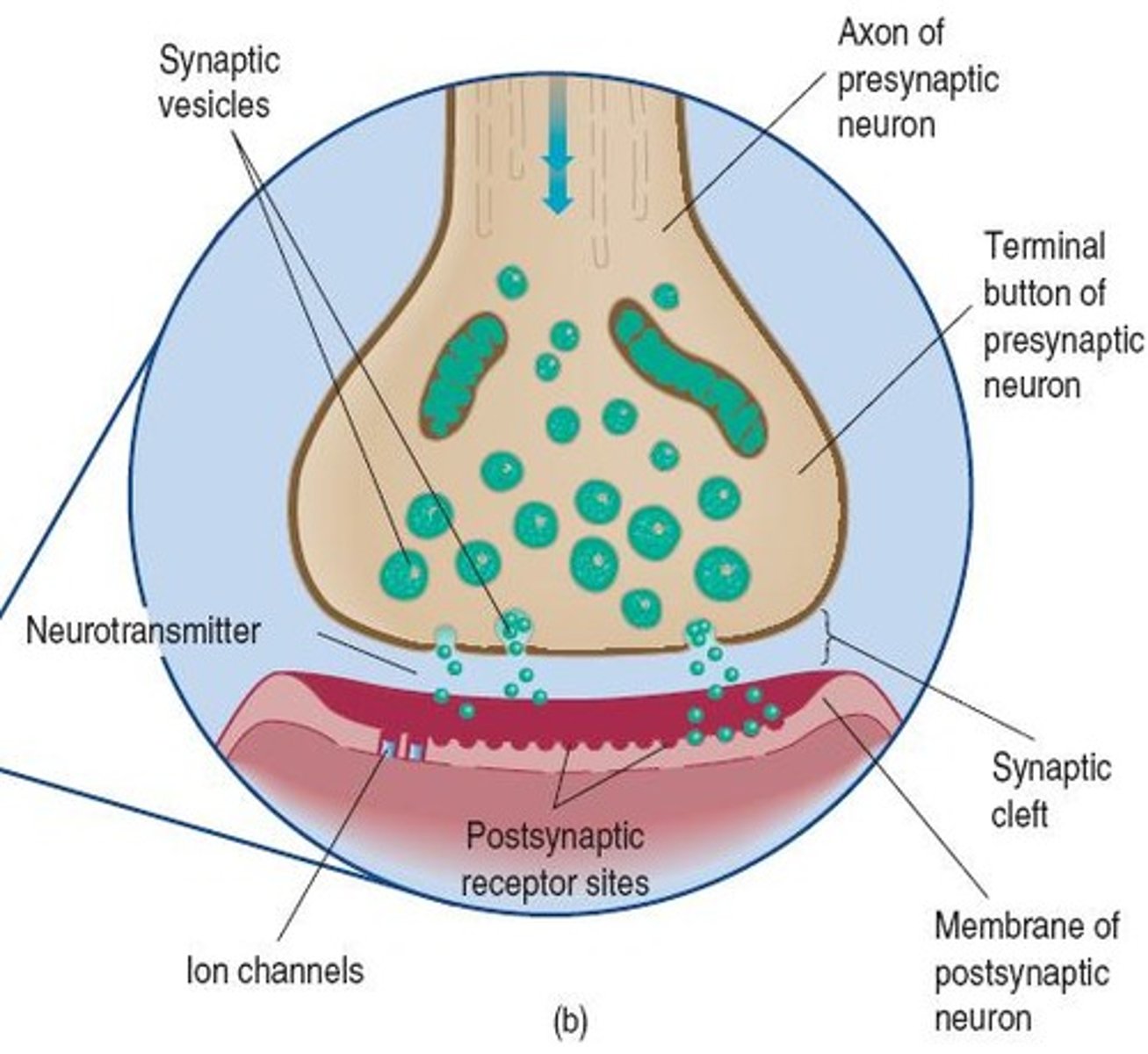 <p>The space between the presynaptic and postsynaptic cells where neurotransmitters diffuse.</p>