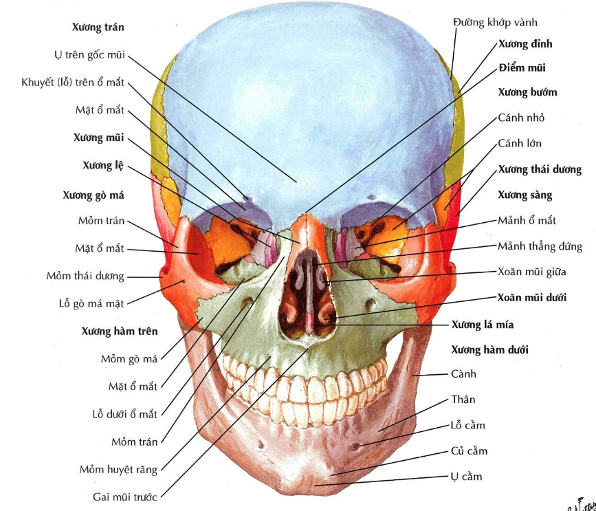 <p>Thành phần nào sau đây KHÔNG tham gia tạo thành trần ổ <span style="color: red"><strong>mũi</strong></span>:</p><p>A/ Mảnh ngang xương sàng</p><p>B. Xương trán</p><p>C. Xương bướm</p><p>D. Mảnh ngang xương khẩu cái</p>