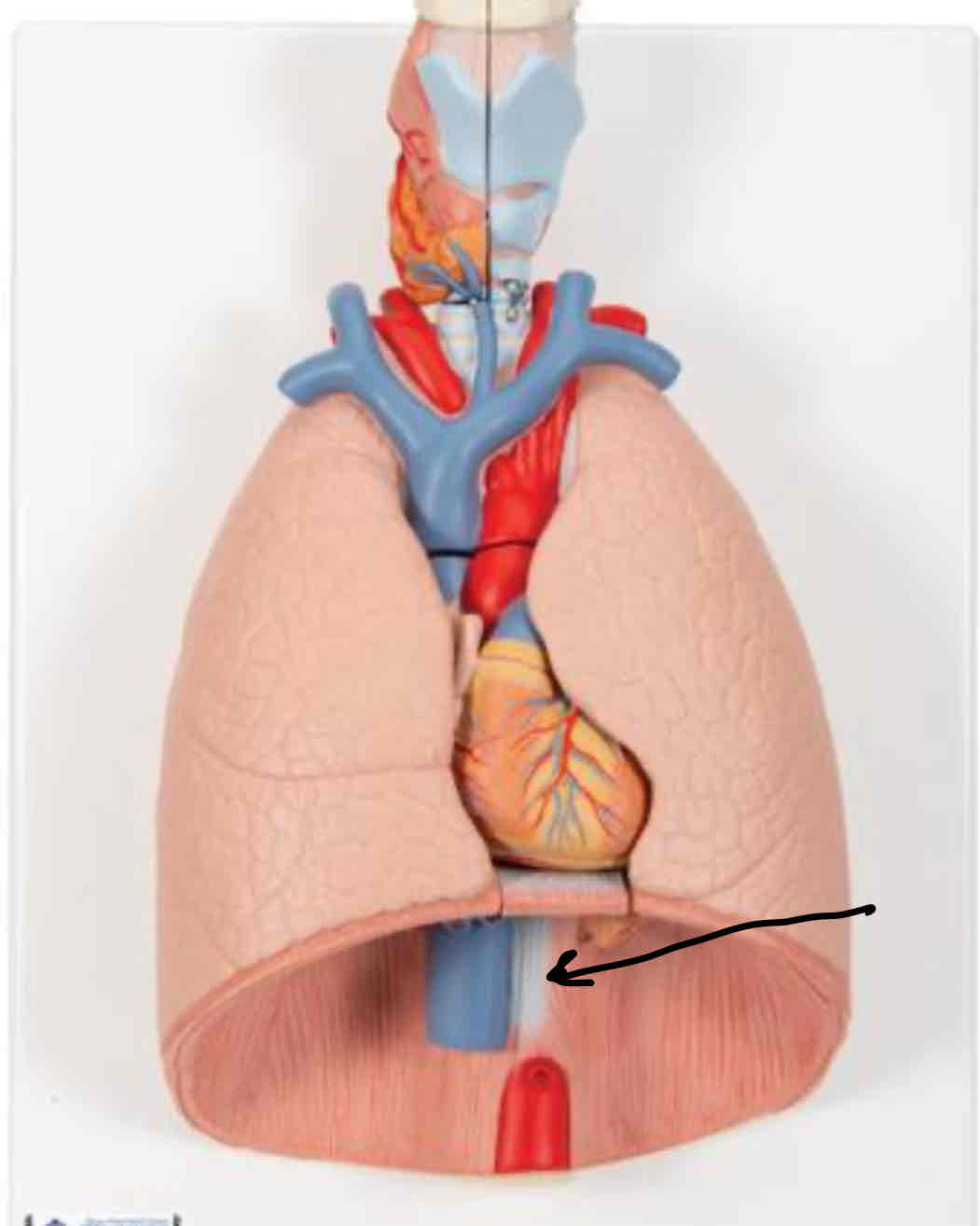 <p>The white on the diaphragm </p>