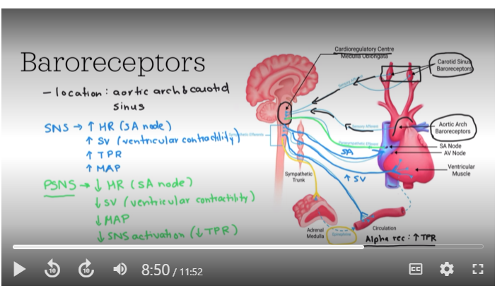 <p>he negative feedback system used for blood pressure homeostasis is called the <strong>baroreceptor reflex.</strong> It is critical for maintaining mean arterial pressure (MAP) within a narrow range, ensuring stable blood pressure and appropriate blood flow.&nbsp;Stretch receptors, known as baroreceptors, detect changes in blood pressure and send signals to the medulla oblongata of your brainstem. This initiates a negative feedback loop that adjusts heart rate, stroke volume, and&nbsp;blood vessel diameter to stabilize MAP.</p><p>When mean arterial&nbsp;pressure deviates from the normal set point, the reflex quickly counteracts these changes, preventing potential damage from prolonged hypertension or hypotension. These fast changes involve activation of the parasympathetic or sympathetic nervous system</p><img src="https://knowt-user-attachments.s3.amazonaws.com/957c8587-1309-4549-bc5c-e76f901d5b1a.png" data-width="100%" data-align="center"><p></p>