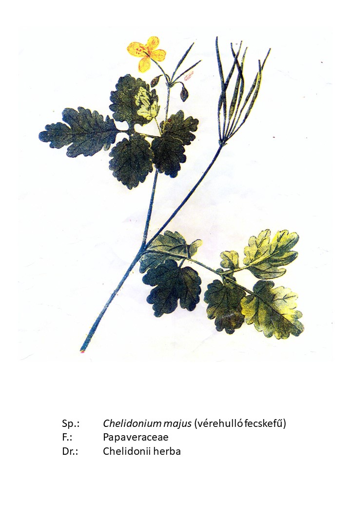 <p>vérehulló fecskefű</p>