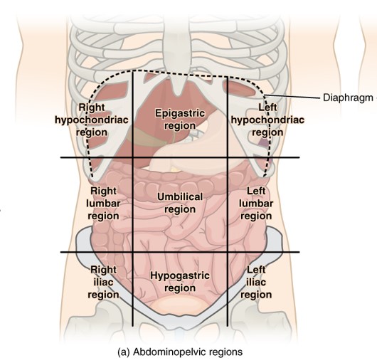 <p>umbilical region epigastric region hypogastric region right/ left hypochondriac regions right/ left lumbar right/ left iliac</p>