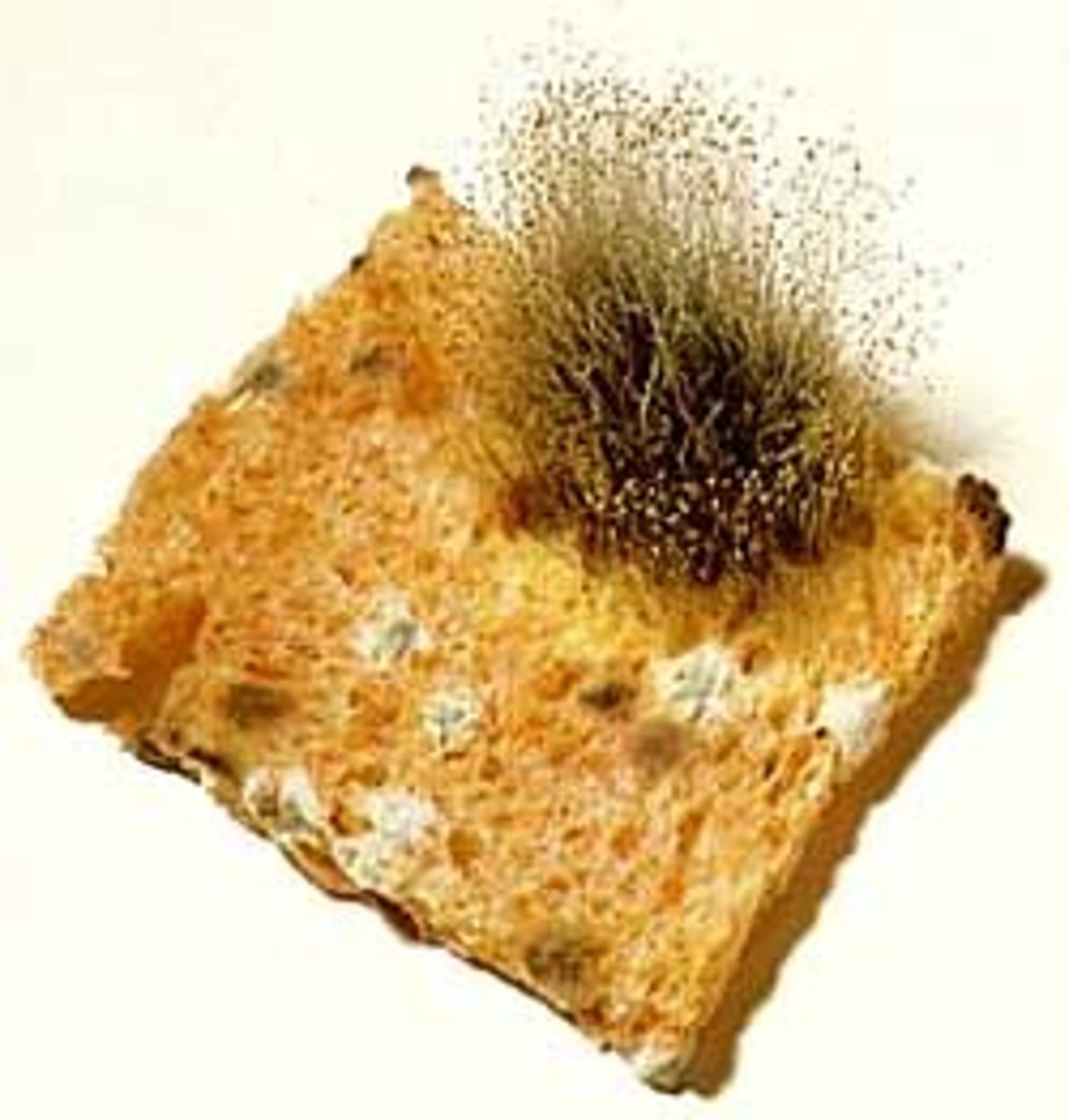 <p>A mold or mould is a fungus that grows in the form of multicellular filaments called hyphae. In contrast, fungi that can adopt a single-celled growth habit are called yeasts.</p>