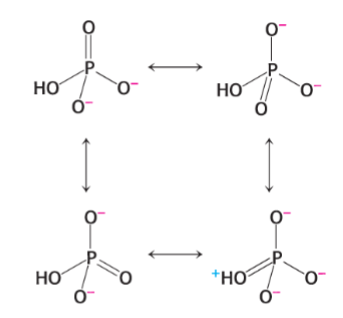 <p>Free Inorganic phosphate can adopt multiple resonance structures. </p><p>When ATP is formed from ADP and Pi, <strong>there is a loss of the resonance-stabilized phosphate ion</strong>.</p>