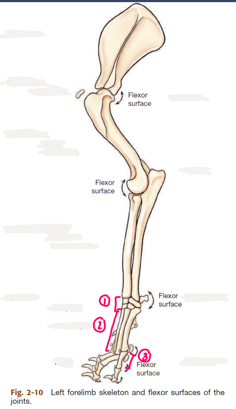 <p>label the bones of the manus</p>