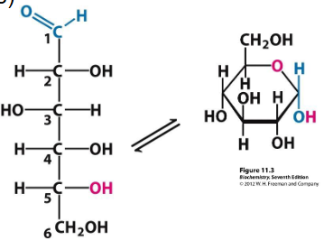 <p>Glucose</p>