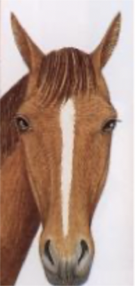 <p>thin stripe down muzzle</p>
