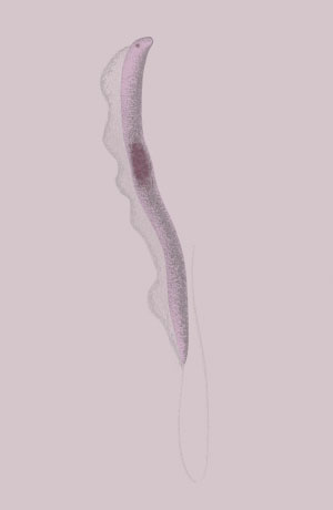 Trypanosomes 
