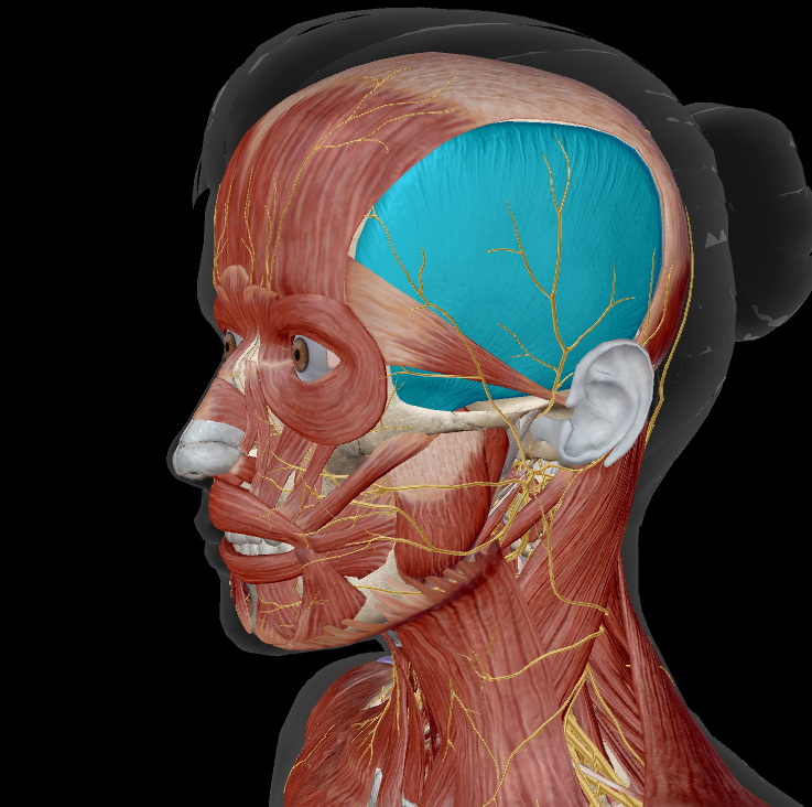 <p>name the muscle + action</p>