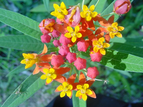 <p>Milkweed (Asclepiadaceae)</p>