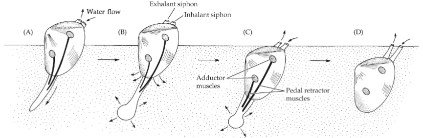 <p>Crawling; muscle aided gliding, muscle waves</p><p>burrowing: foot as shovel, plow, and anchor</p><p>Swimming: flapping foot, pteropods, heteropods, jet propulsion (scallops, Cephalopod), fins for hovering</p><p>Walking: octopi</p>