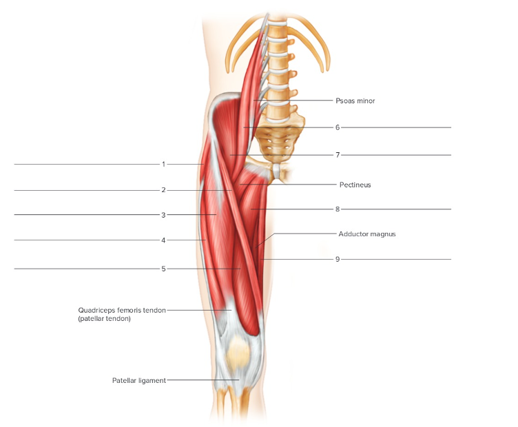<p>Label the following: anterior hip and thigh&nbsp;</p>