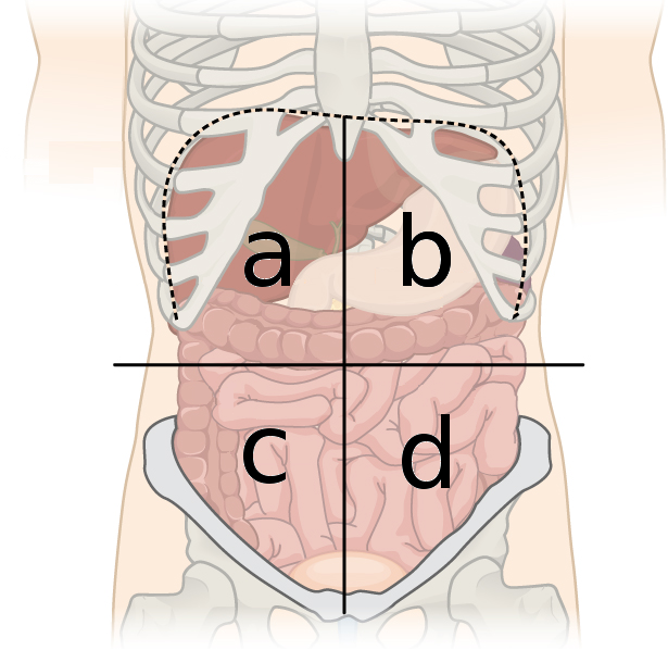 <p><span style="font-family: Arial; color: black">right upper quadrant organs  (A)</span></p>