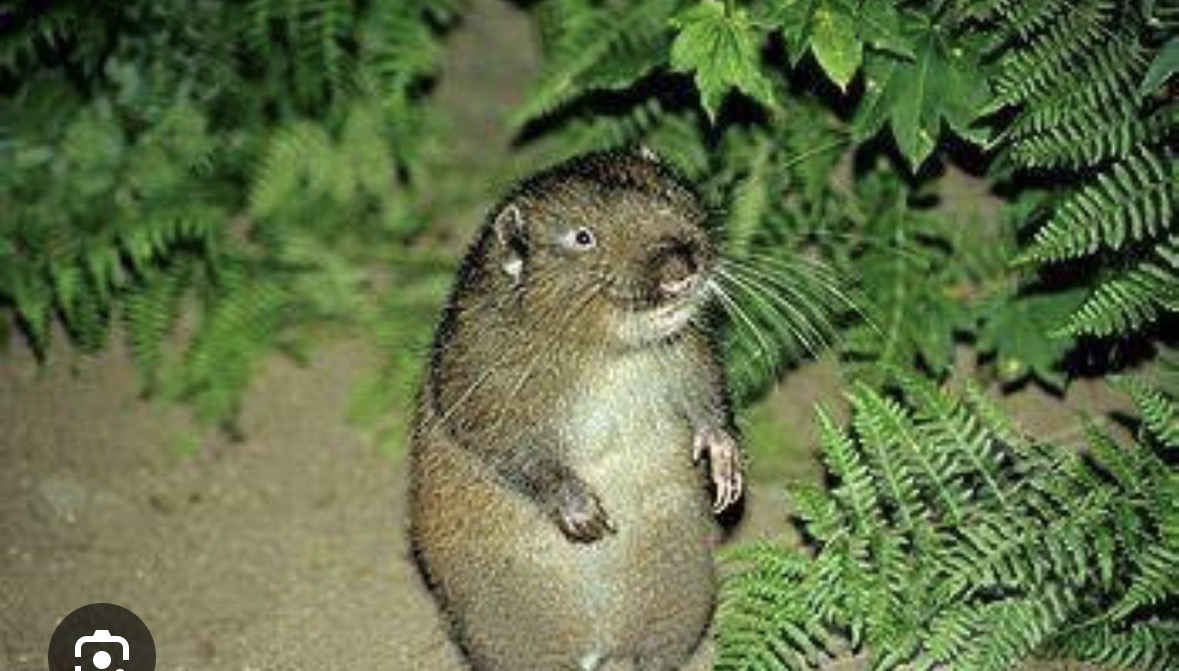 <p>mountain beaver </p>