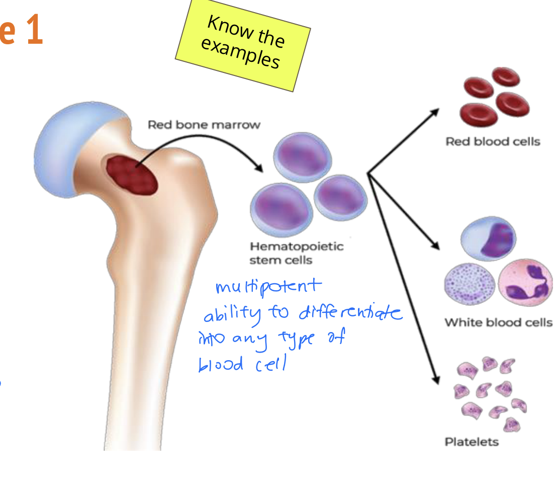 <p><strong>bone marrow (multipotent) [1]</strong></p><ul><li><p>blood stem cells <strong>create more stem cells </strong>or a <strong>variety of blood cells [2]</strong></p></li></ul><p>e.g. erythrocytes (RBCs), platelets, lymphocytes, leukocytes (differentiation pathways) [2] two examples</p>