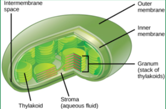 <p>in thylakoid membrane within chloroplasts within mesophyll cells within leaf and other green parts of plant</p>