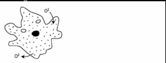 <p>What process moves gases such as oxygen through the cell membrane, as shown in the drawing?</p>